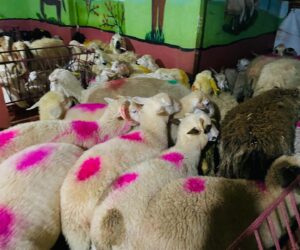 Beykoz İncirliköy Mahallesi Adaklık Kurban Satış Yerleri