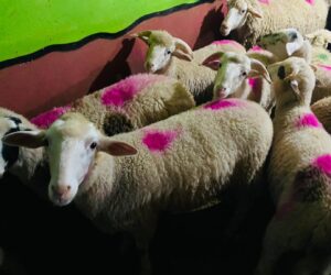 Sahibinden Adaklık Koyun Fiyatları