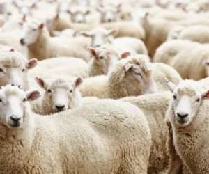 Cevizli En Ucuz Adak Kurbanlık Koyun